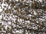 Acer negundo. Часть кроны цветущего мужского дерева. Украина, Киев, Южная Борщаговка, просп. Королёва. 17 апреля 2010 г.