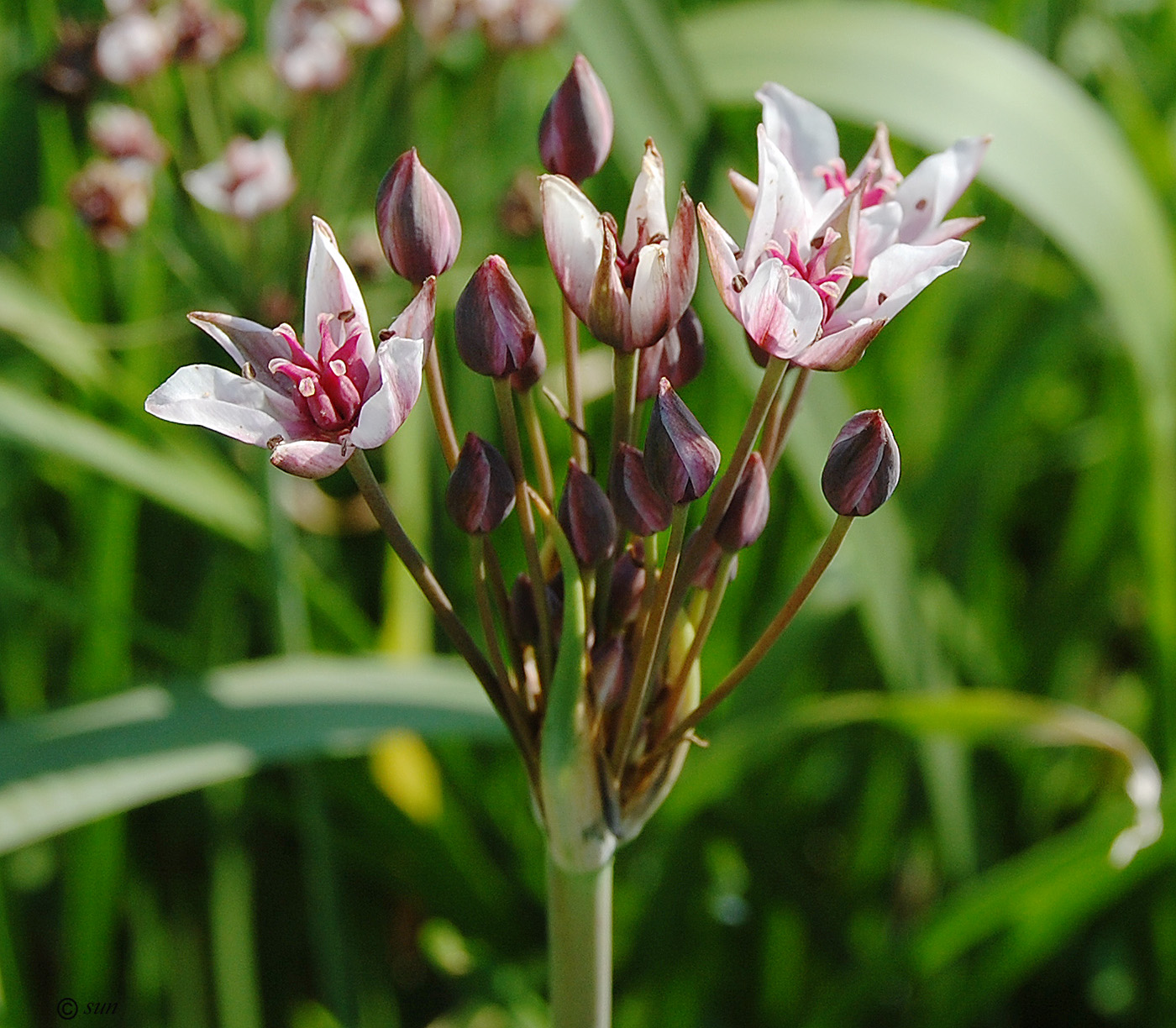 Изображение особи Butomus umbellatus.