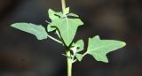 Chenopodium bryoniifolium