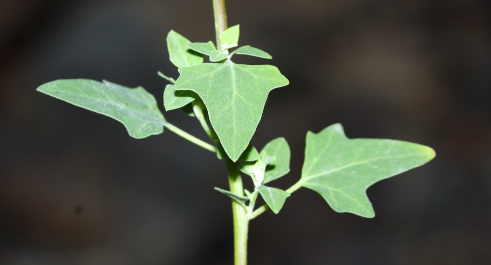 Image of Chenopodium bryoniifolium specimen.