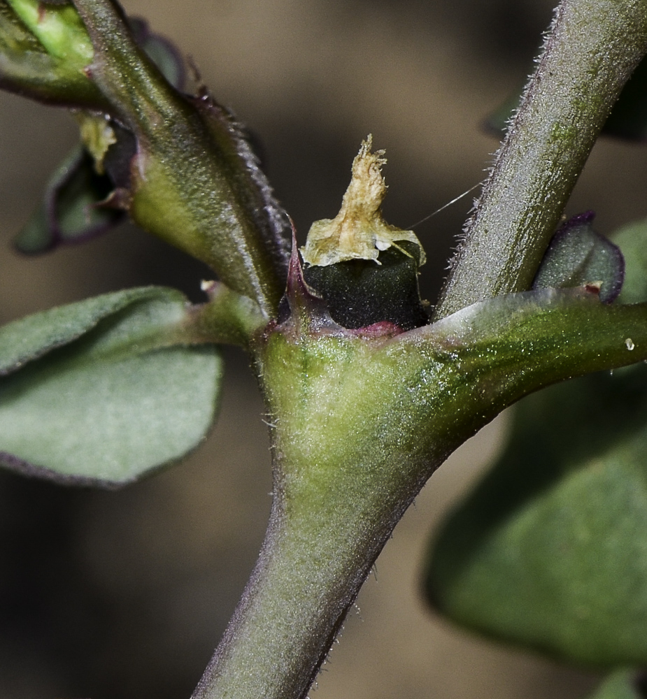 Изображение особи Trianthema portulacastrum.