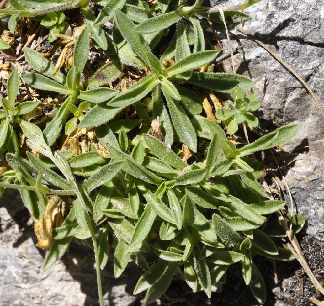 Image of Silene ciliata ssp. graefferi specimen.