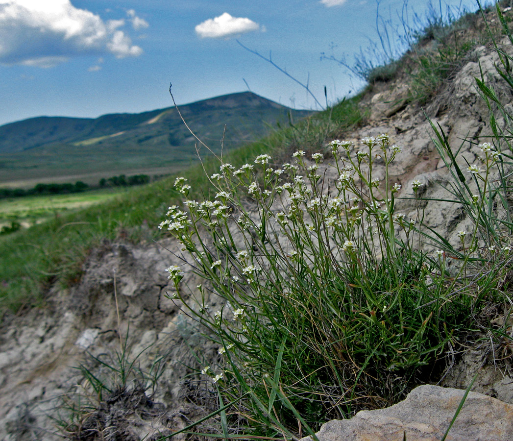 Изображение особи Lepidium turczaninowii.