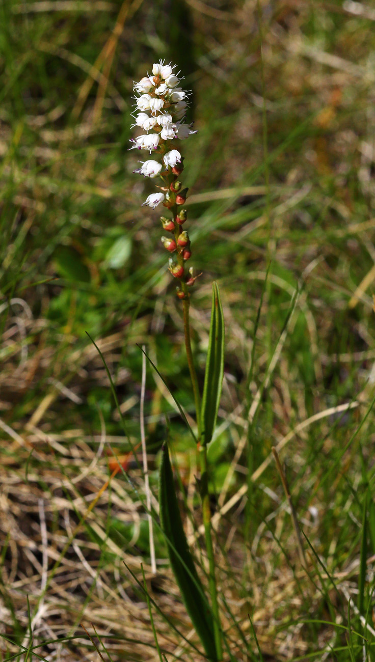 Image of Bistorta vivipara specimen.