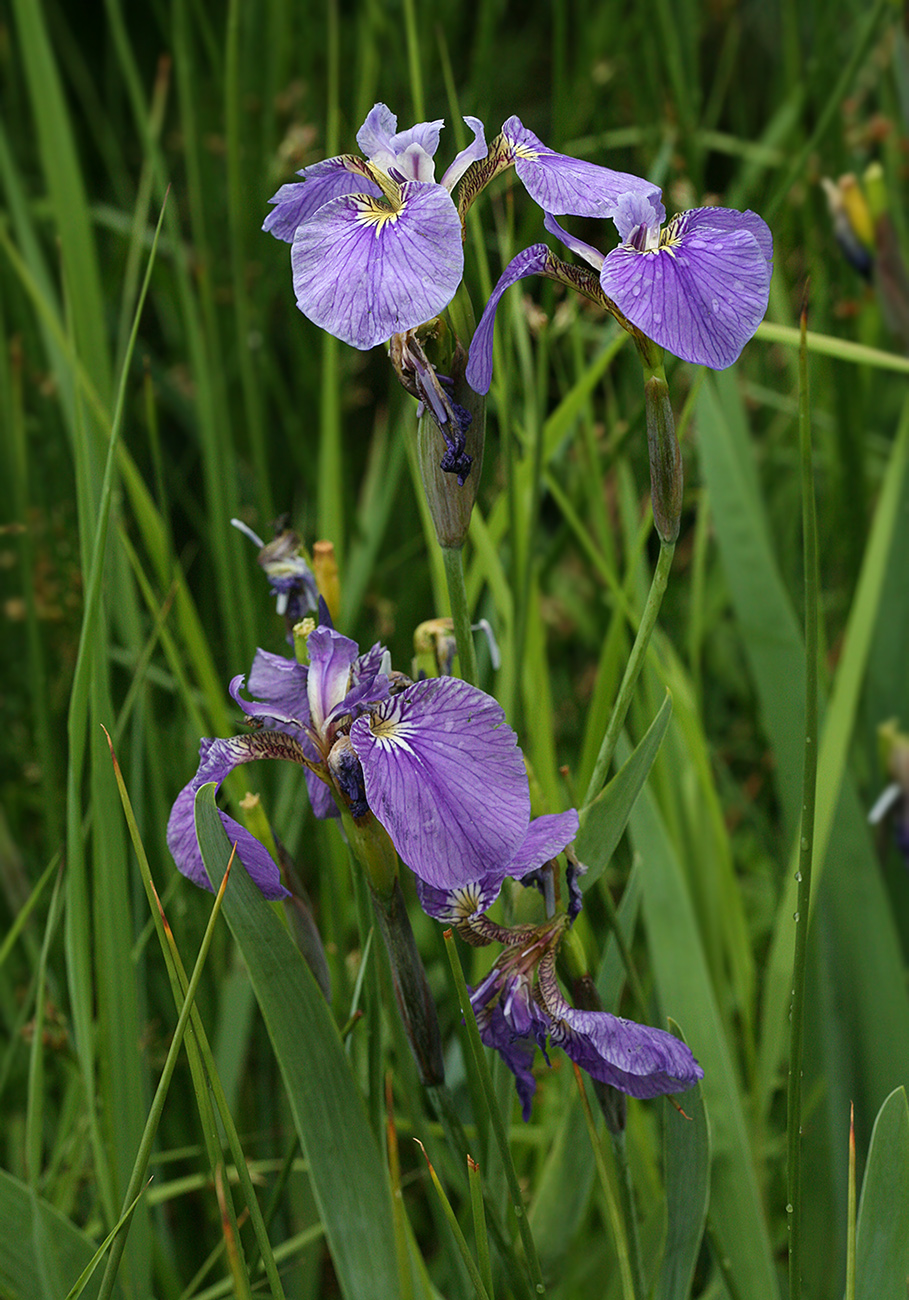 Изображение особи Iris setosa.