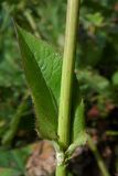 Cicerbita macrophylla
