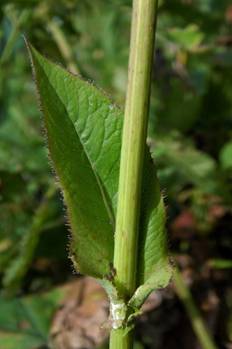 Изображение особи Cicerbita macrophylla.