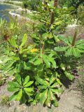 Banksia robur