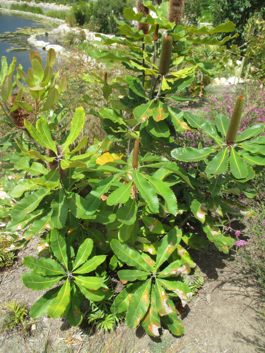 Изображение особи Banksia robur.