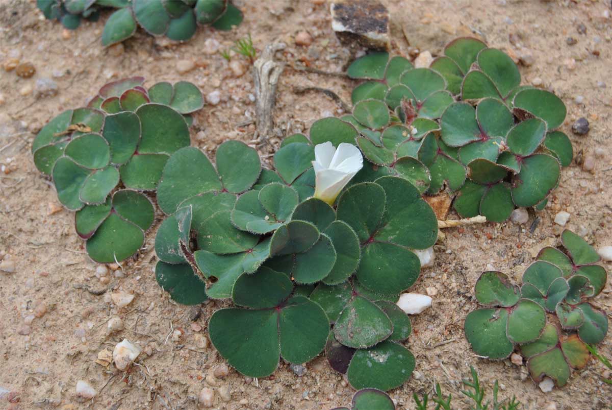 Image of Oxalis luteola specimen.