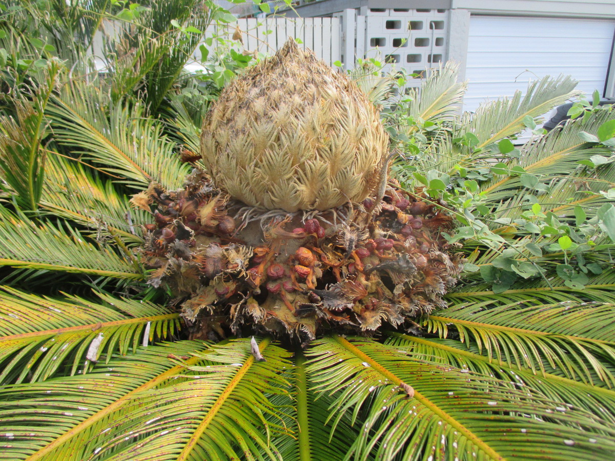 Image of Cycas revoluta specimen.