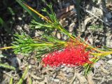 Grevillea fastigiata