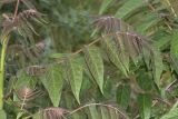 Ailanthus altissima