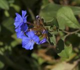 Ceratostigma willmottianum. Соцветие и листья. Крым, г. Севастополь, Ленинский р-н, Приморский бульвар, клумба. 14.08.2017.