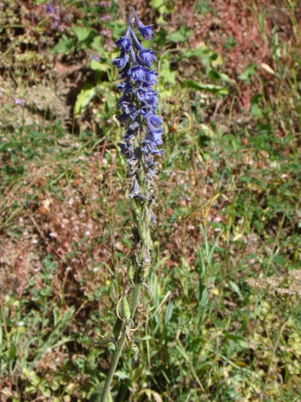Image of Delphinium freynii specimen.