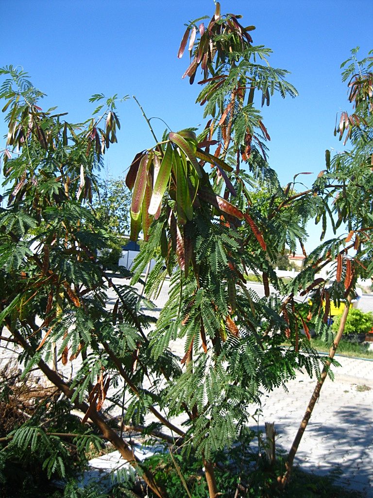 Image of Leucaena leucocephala specimen.