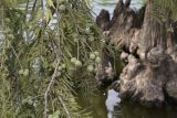 Taxodium distichum. Часть ветви с шишками. Испания, Каталония, г. Барселона, парк Цитадели (Parc de la Ciutadella), в культуре. 29.08.2017.