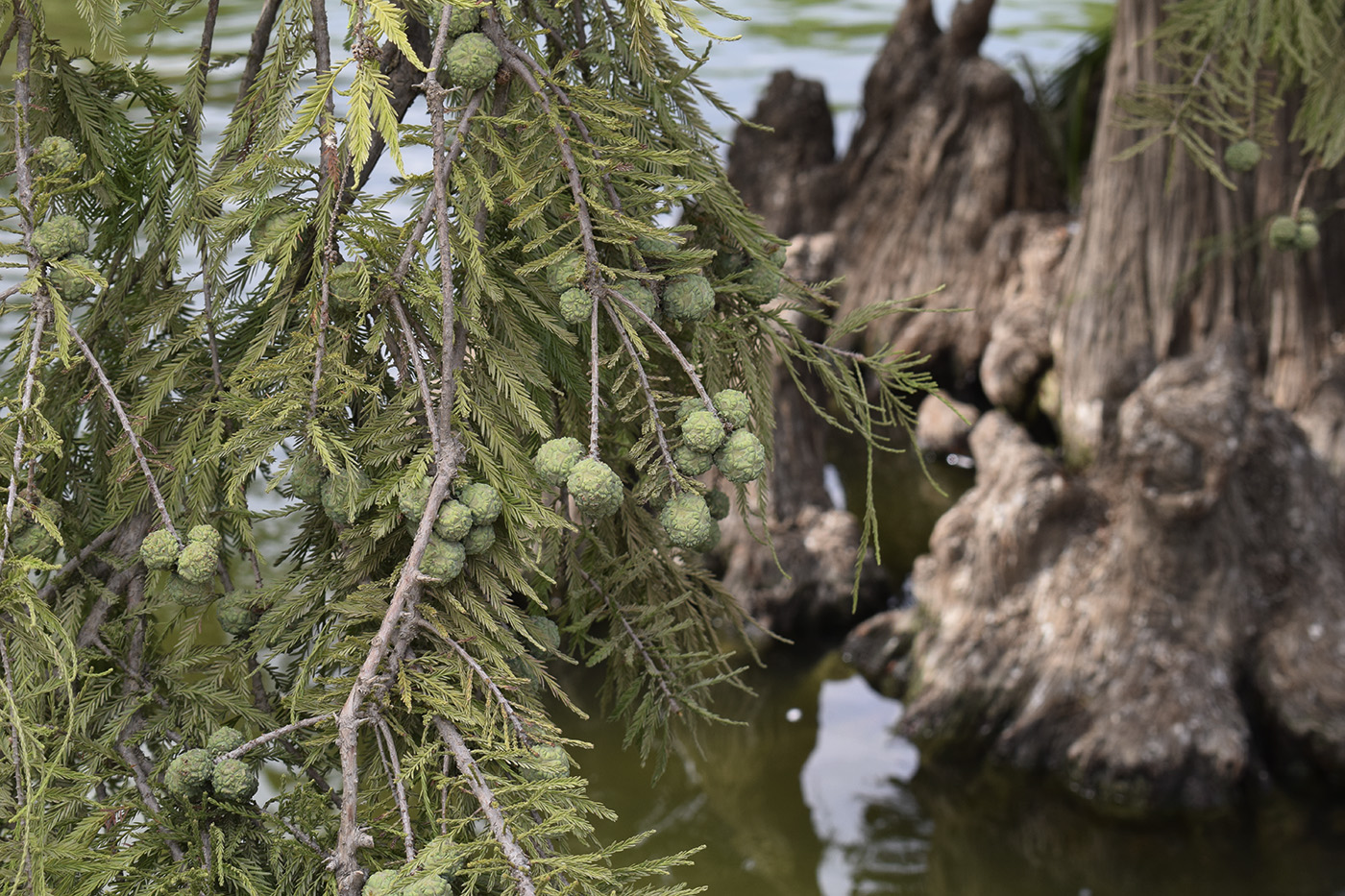 Image of Taxodium distichum specimen.