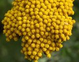 Achillea filipendulina