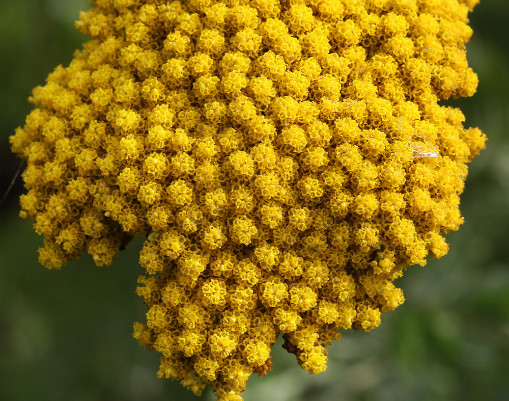 Изображение особи Achillea filipendulina.