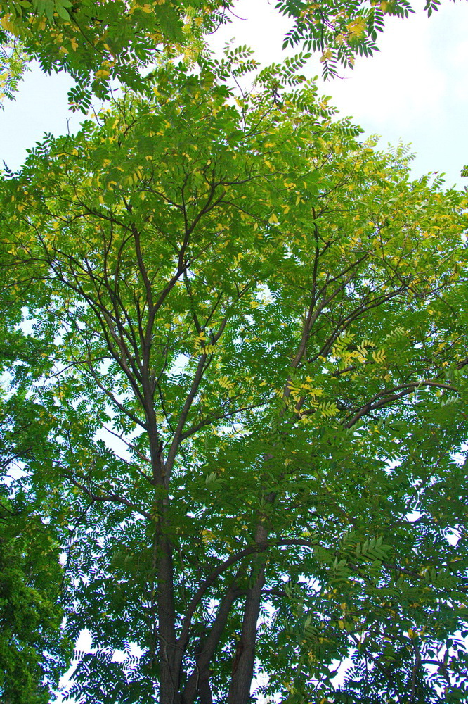 Image of genus Fraxinus specimen.