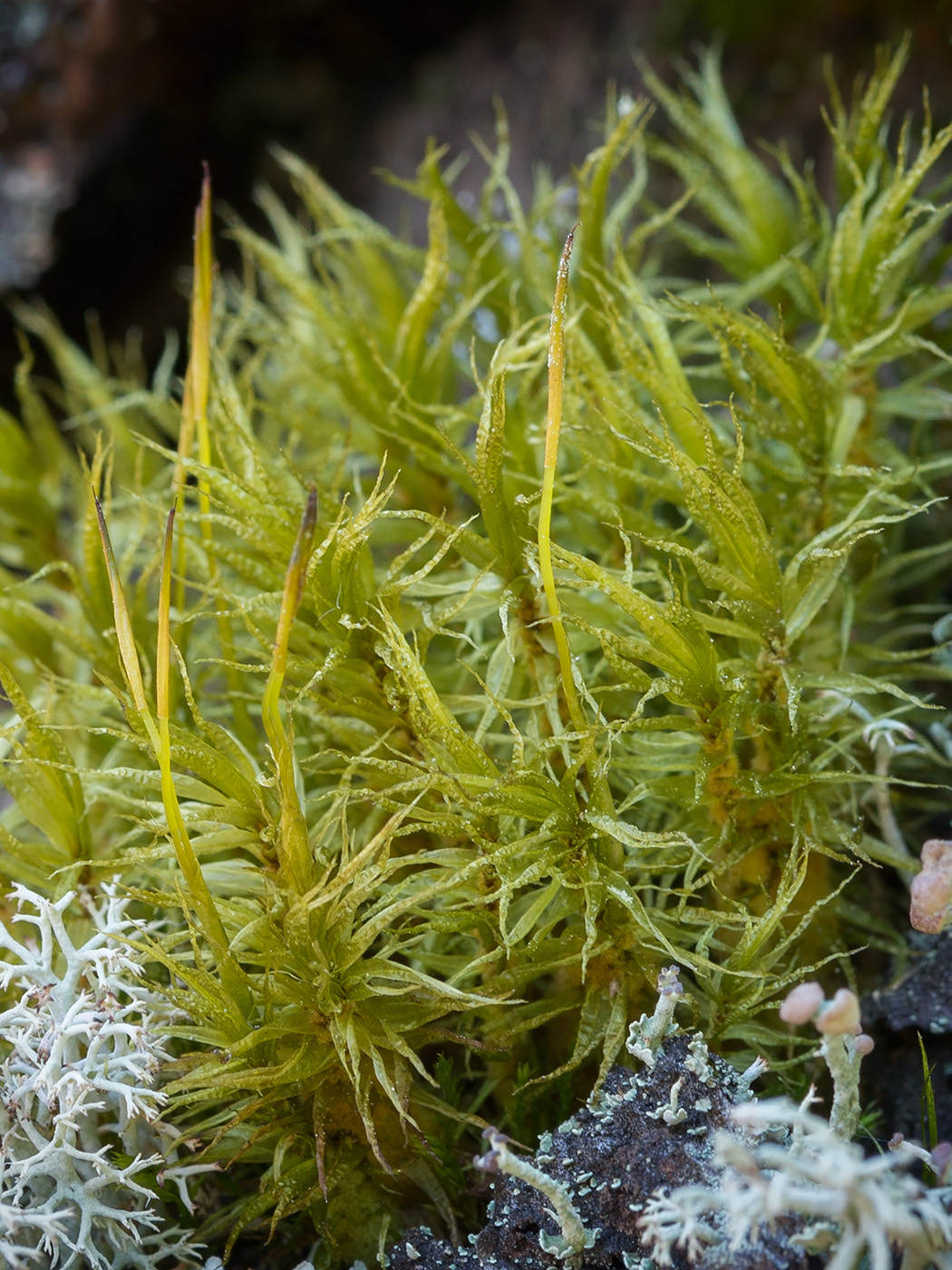 Image of Dicranum polysetum specimen.