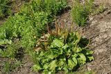Plantago major. Плодоносящее растение. Восточный Казахстан, г. Усть-Каменогорск, правый берег р. Иртыш, высыхающая часть заболоченного луга. 30.08.2017.