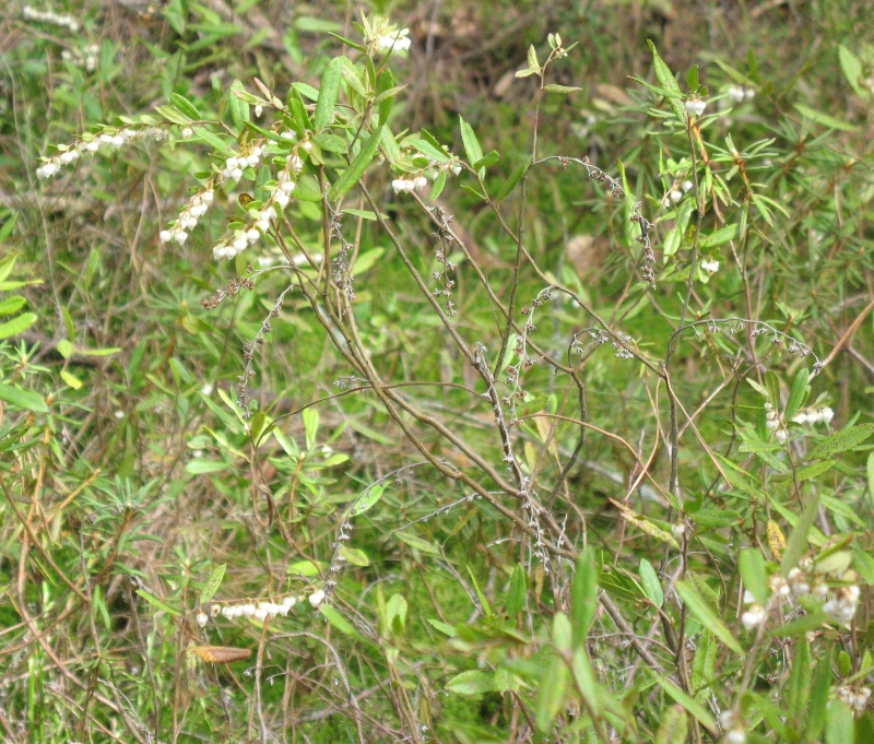 Изображение особи Chamaedaphne calyculata.