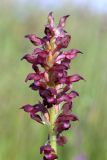 Anacamptis coriophora