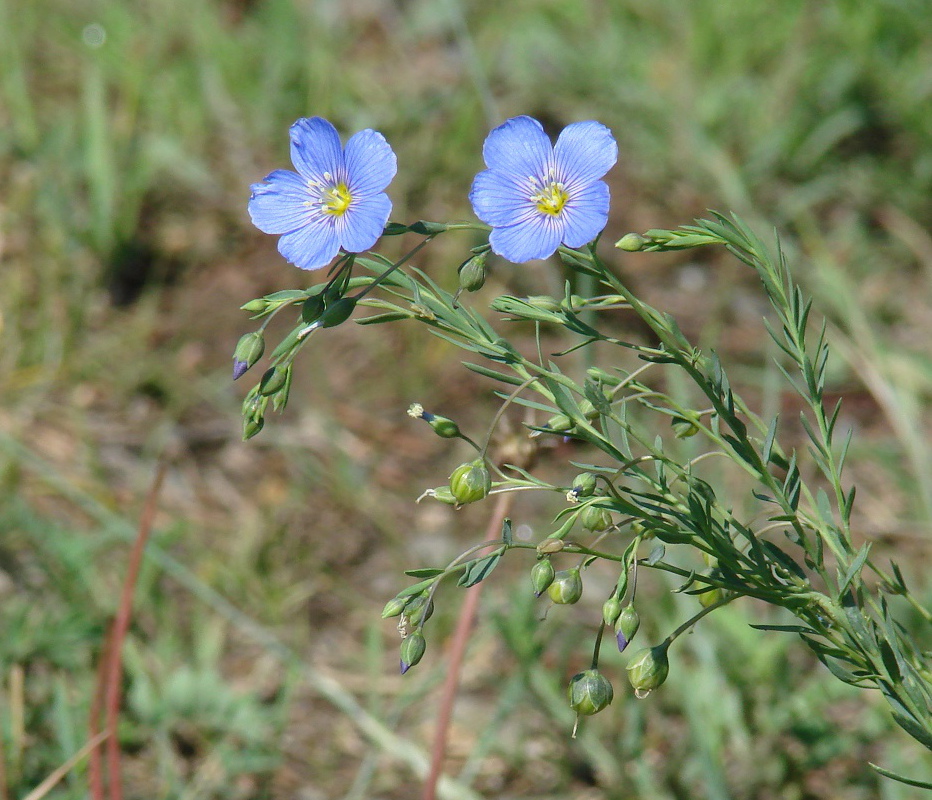 Image of Linum baicalense specimen.