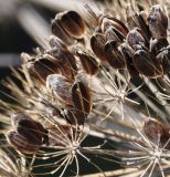 Ferula communis ssp. glauca