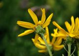 Senecio kolenatianus. Соцветие (вид со стороны обертки). Абхазия, Рицинский реликтовый национальный парк, гора Агура, урочище Каменная Поляна, ≈ 2300 м н.у.м., субальпийский луг. 14.07.2017.