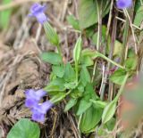 Torenia asiatica. Цветущее растение. Южный Китай, пров. Гуанси, округ Лонгшен, тропа, ведущая от рисовых террас р-на хутора Дажай до пос. Пиньян. 11.10.2017.