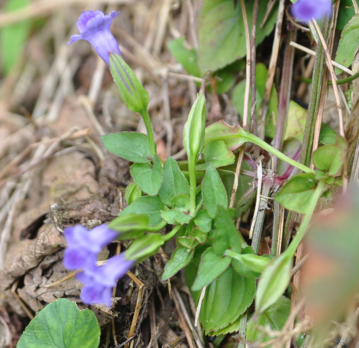 Image of Torenia asiatica specimen.