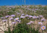 Aster alpinus