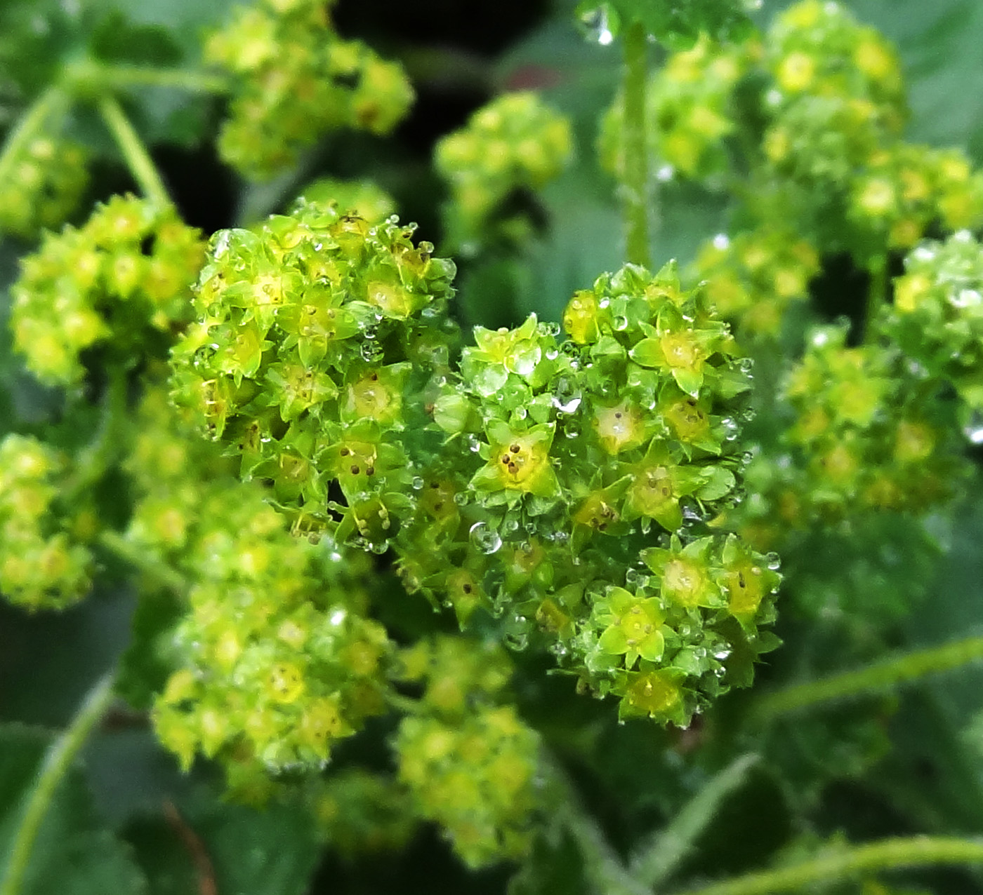 Image of Alchemilla monticola specimen.