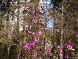 Rhododendron sichotense. Верхушка цветущего куста. Москва, Воробьёвы горы, Ботанический сад МГУ, альпинарий, в культуре. 21.04.2018.