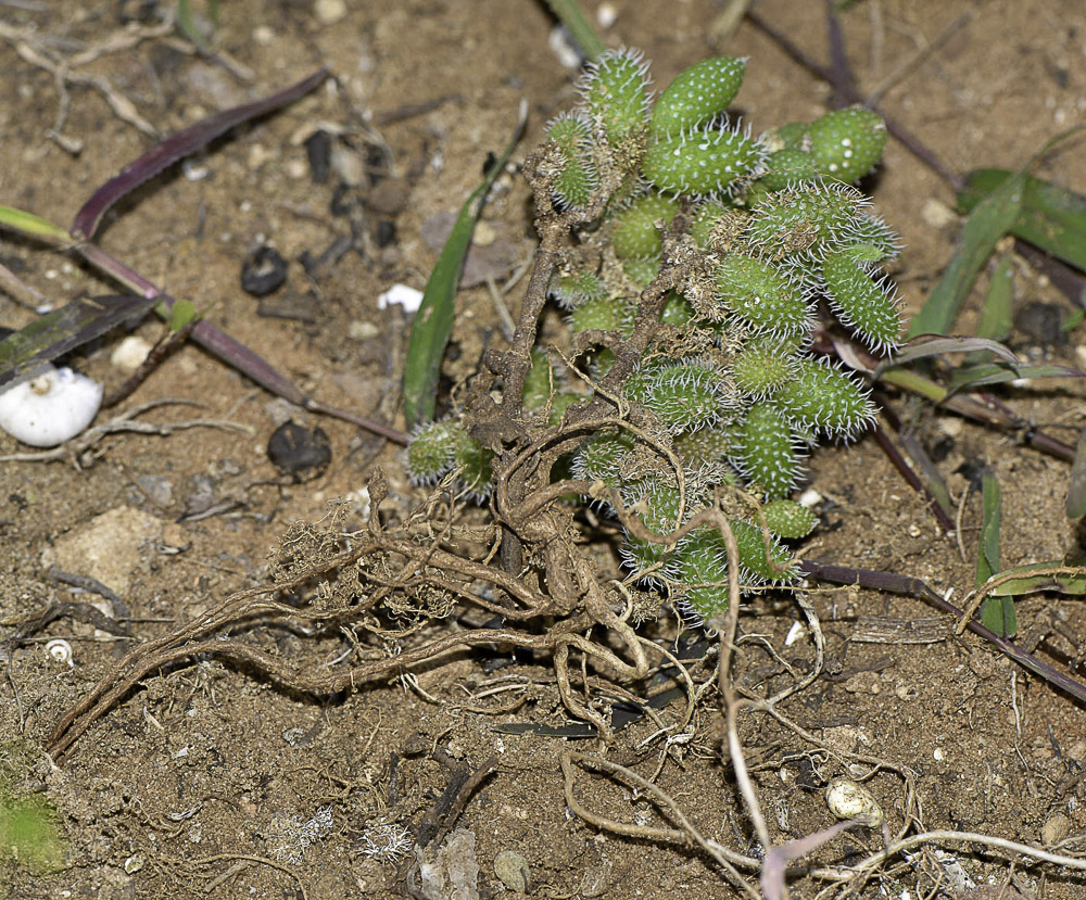 Изображение особи Delosperma echinatum.