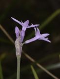 Tulbaghia violacea