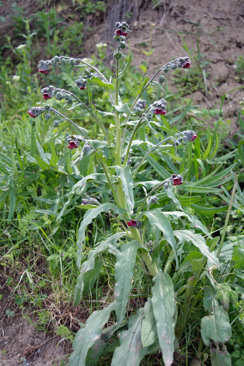 Изображение особи Cynoglossum officinale.