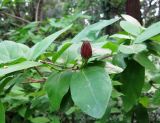 Calycanthus occidentalis. Ветвь с распускающимся цветком. Крым, Южный берег, Никитский ботанический сад, 25.05.2010.