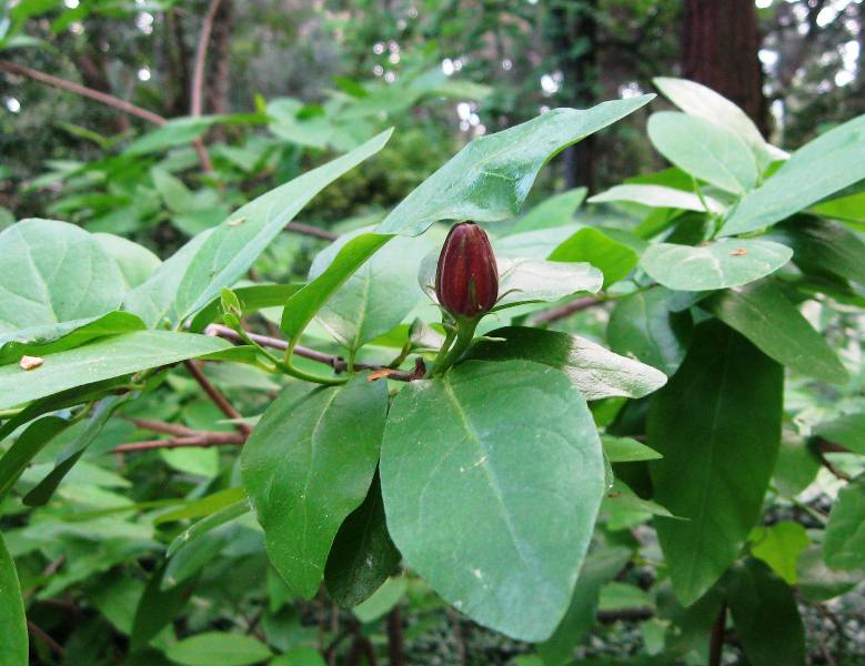 Изображение особи Calycanthus occidentalis.