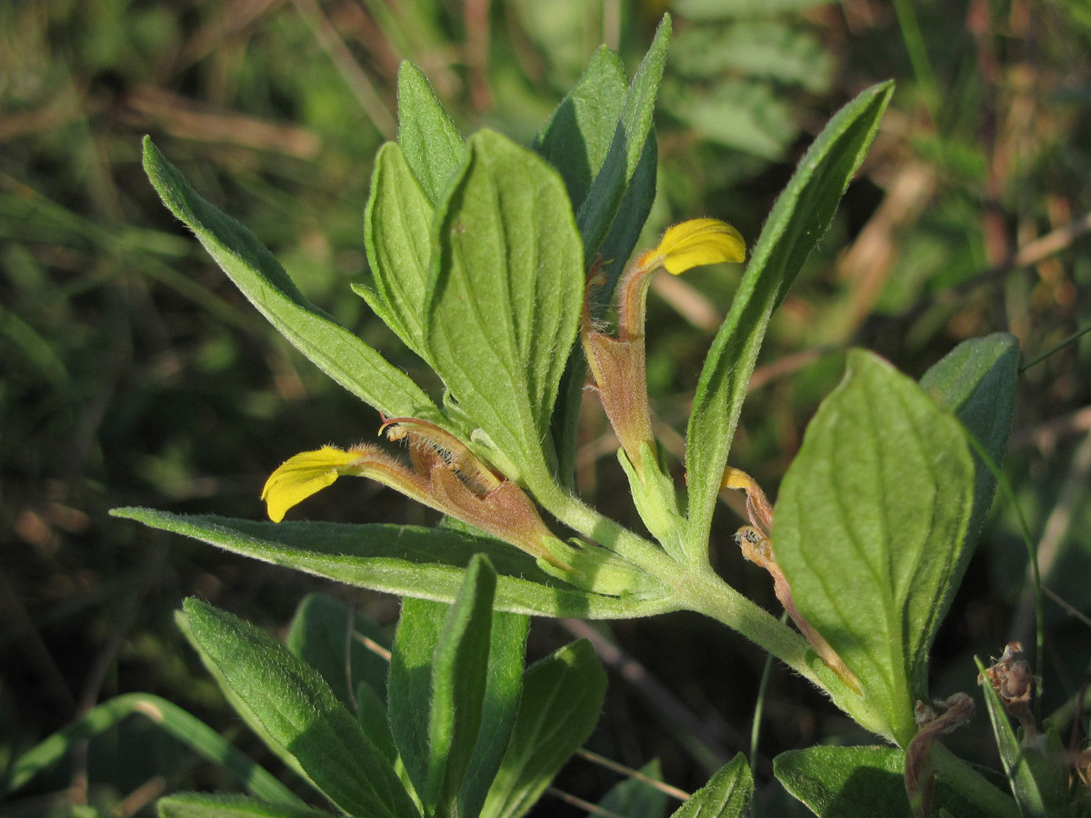 Image of Ajuga salicifolia specimen.