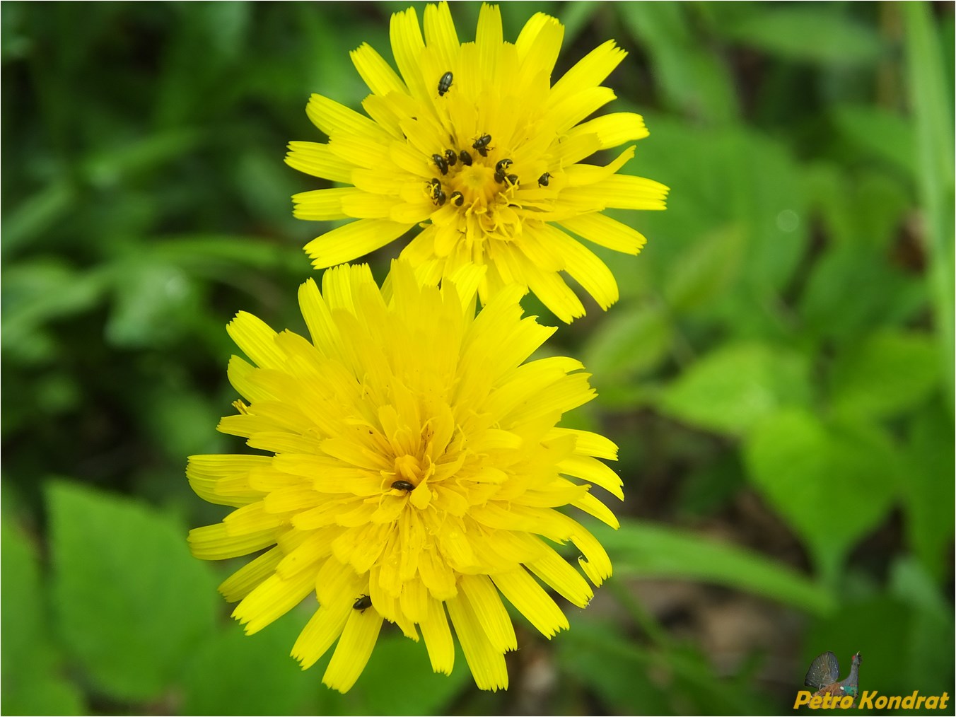 Image of genus Hieracium specimen.