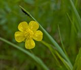 genus Ranunculus. Цветок. Башкортостан, Мелеузовский р-н, долина р. Нугуш, каньон Пятилистник, правый берег, в траве. 11 июня 2018 г.