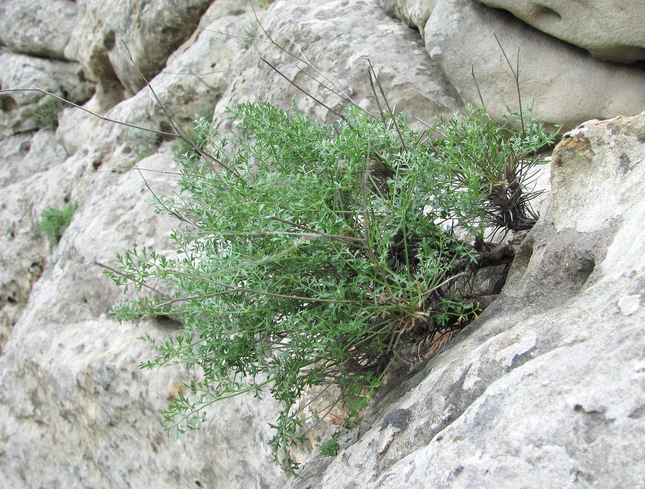 Image of familia Apiaceae specimen.