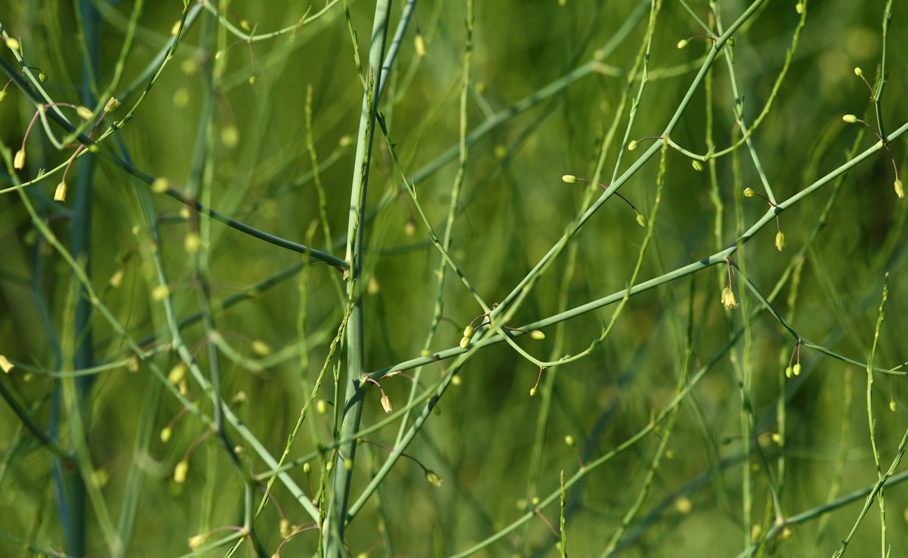 Image of Asparagus officinalis specimen.