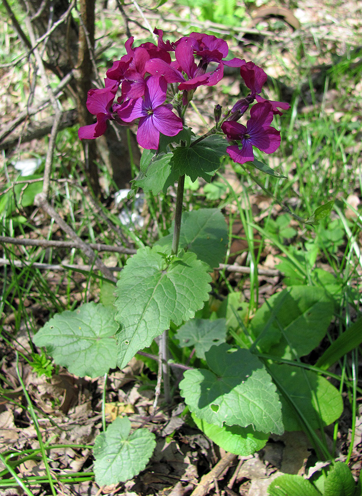 Изображение особи Lunaria annua.