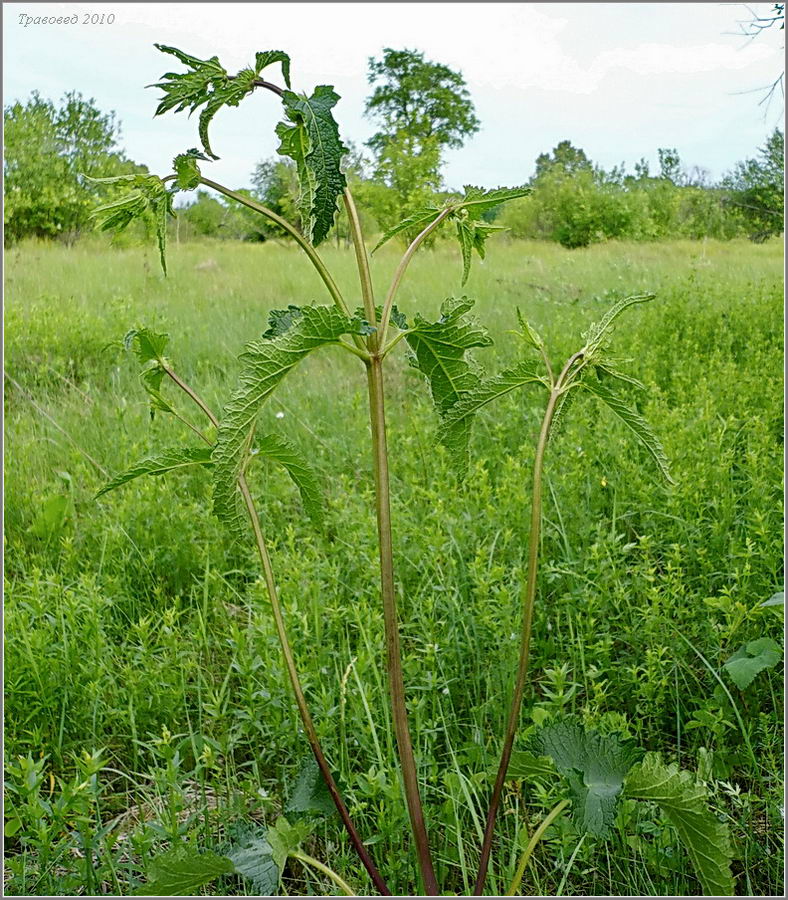 Image of Phlomoides tuberosa specimen.