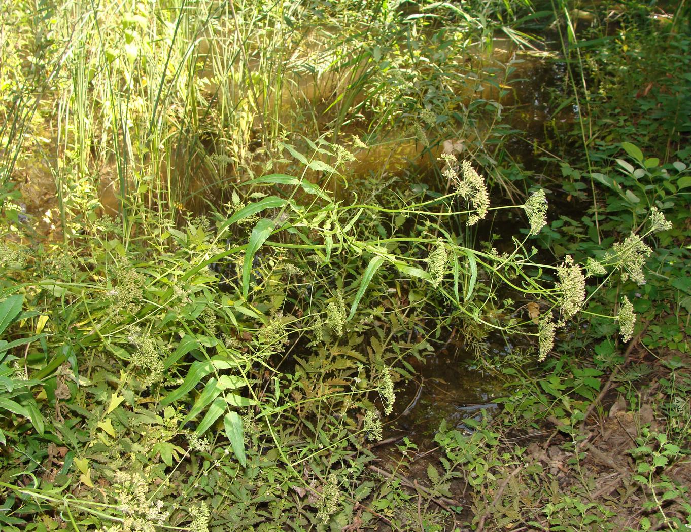 Изображение особи Sium latifolium.